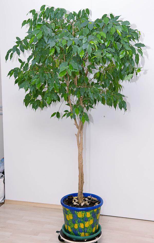 Ficus benjamina (Birkenfeige, Fikus) :: Zimmerpflanzenlexikon.info