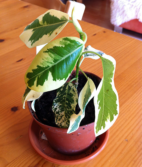 Ficus rubiginosa 'Variegata' Ficus rubiginosa 'Variegata'