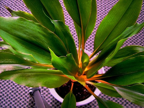 Chlorophytum orchidastrum 'Green Orange' (Grüner Heinrich, Grünlilie) ::  Zimmerpflanzenlexikon.info
