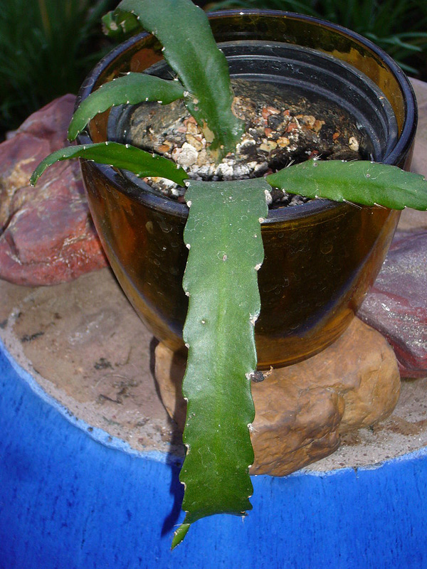 Acanthorhipsalis monacantha :: Zimmerpflanzenlexikon.info