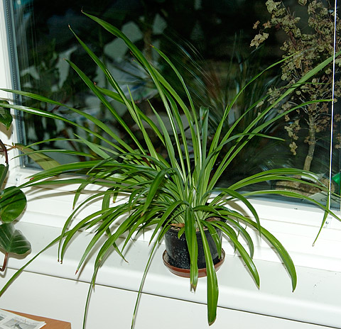 Chlorophytum comosum (Cordylilie, Graslilie, Grünlilie) ::  Zimmerpflanzenlexikon.info