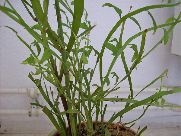 Homalocladium platycladum (Bandbusch) :: Zimmerpflanzenlexikon.info