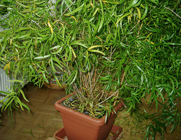 Asparagus falcatus (Zierspargel) :: Zimmerpflanzenlexikon.info