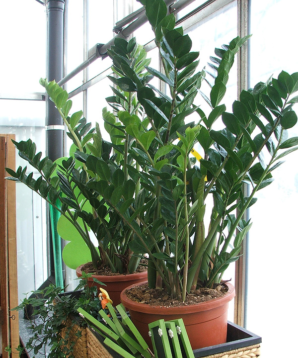 Zamioculcas zamiifolia (Glücksfeder) :: Zimmerpflanzenlexikon.info