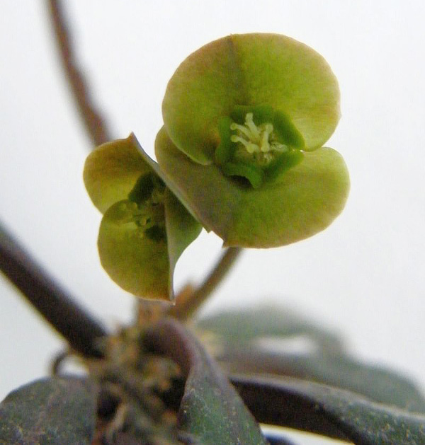 Die Blüte der Euphorbia francoisii