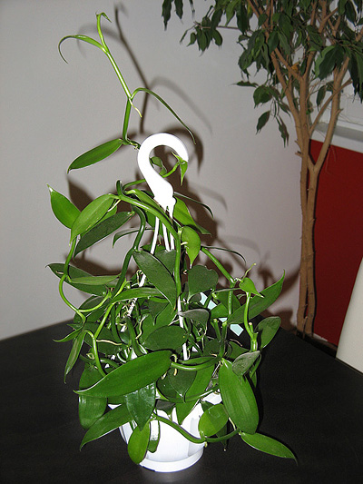 Die Vanille als Zimmerpflanze :: zimmerpflanzenlexikon.info