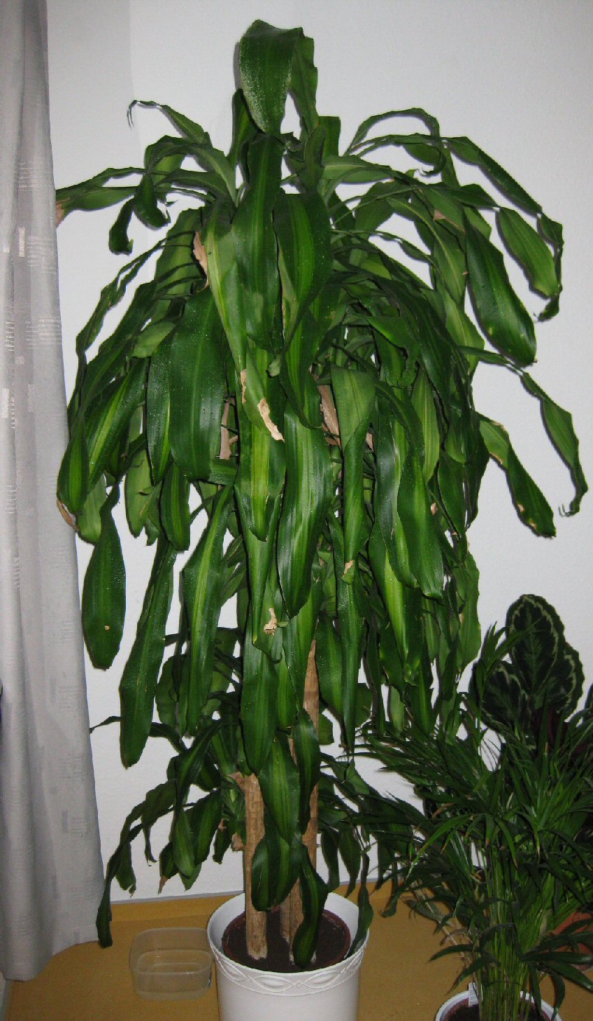 Palme lässt Blätter hängen. (Mascarena Art)