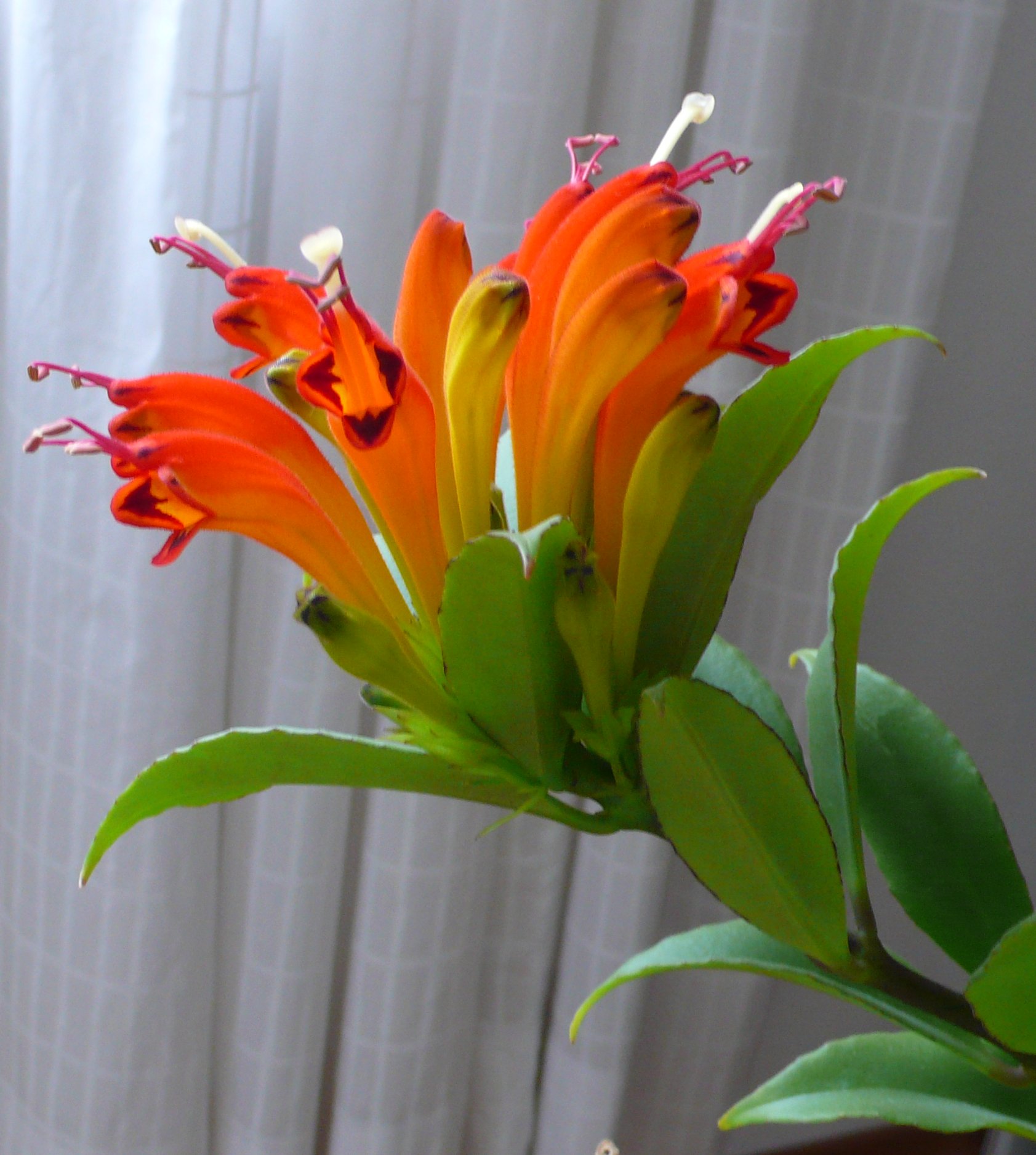 unbekannte Pfl. mit organgen Blüten (Aeschynanthus hildebrandii)
